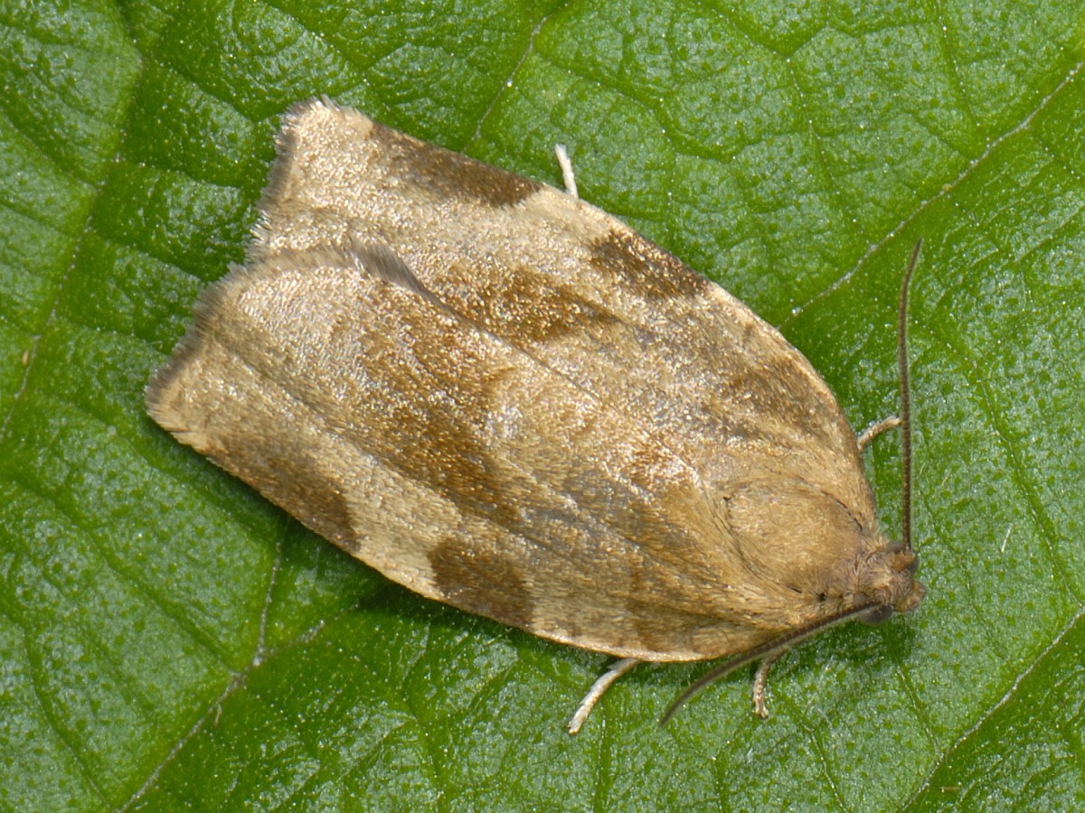 Choristoneura Hebenstreitella choristoneura-hebenstreitella